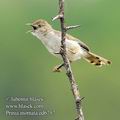 Prinia_inornata_ed6757