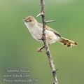 Prinia_inornata_ed6758