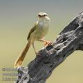 Prinia_inornata_ed7627