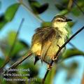 Prinia_inornata_ee1171