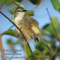 Prinia_inornata_ee1191