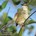 Prinia_inornata_ee1193