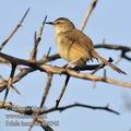 Prinia_inornata_fb3046