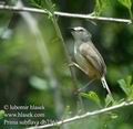 Prinia_subflava_db7361