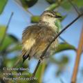 Prinia_subflava_ee1190