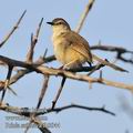 Prinia_subflava_fb3044