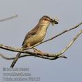 Prinia_subflava_fd9456