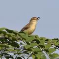 Prinia_subflava_fd9458