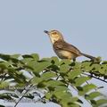 Prinia_subflava_fd9462