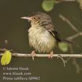 Prinia_subflava_fd9962