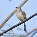 Prinia_subflava_fd9973