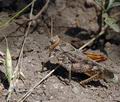 Prionotropis_hystrix_ak8536