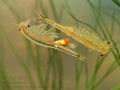 Pristicephalus_carnuntanus_hx1685