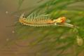 Pristicephalus_carnuntanus_hx1738