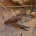 Procambarus_clarkii_bg9151