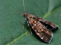 Prochoreutis_myllerana_ce0448s