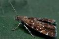 Prochoreutis_myllerana_ce0471s