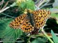 Boloria_euphrosyne_10705