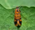 Promalactis_procerella_jb1874s
