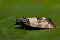 Propiromorpha_rhodophana_jc7509s