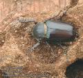 Propomacrus_bimucronatus_ac5520