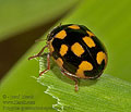 Propylea_quatuordecimpunctata_a0675