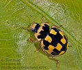 Propylea_quatuordecimpunctata_aa9047