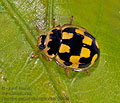 Propylea_quatuordecimpunctata_aa9049