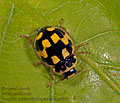 Propylea_quatuordecimpunctata_aa9051