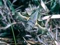 Proserpinus_proserpina_8069