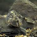 Proterorhinus_marmoratus_hd7497