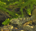 Proterorhinus_marmoratus_pa4260276