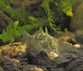 Proterorhinus_marmoratus_pa4260294
