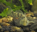 Proterorhinus_marmoratus_pa4260312