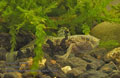 Proterorhinus_marmoratus_pa4270394