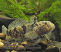 Proterorhinus_marmoratus_pa4270430