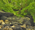 Proterorhinus_marmoratus_pa4270439