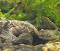 Proterorhinus_marmoratus_pa4270466