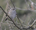 Prunella_modularis_kb3209