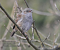 Prunella_modularis_kb3212