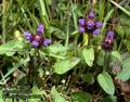 Prunella_vulgaris_8219