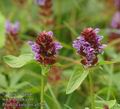 Prunella_vulgaris_a5209