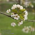 Prunus_avium_aa5888