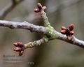 Prunus_avium_c100614s