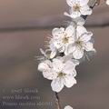 Prunus_insititia_ah0101