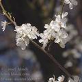 Prunus_insititia_ah0105