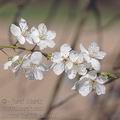 Prunus_insititia_ah0113