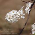 Prunus_insititia_ah0119