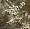 Prunus_spinosa_aa5942