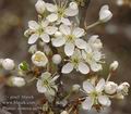 Prunus_spinosa_aa5946